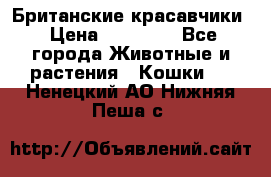 Британские красавчики › Цена ­ 35 000 - Все города Животные и растения » Кошки   . Ненецкий АО,Нижняя Пеша с.